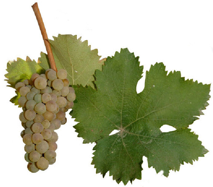 Kvishkhuri Goruli Mtsvane