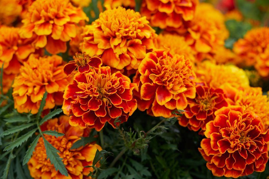 Safran géorgien, poudre de souci, Calendula