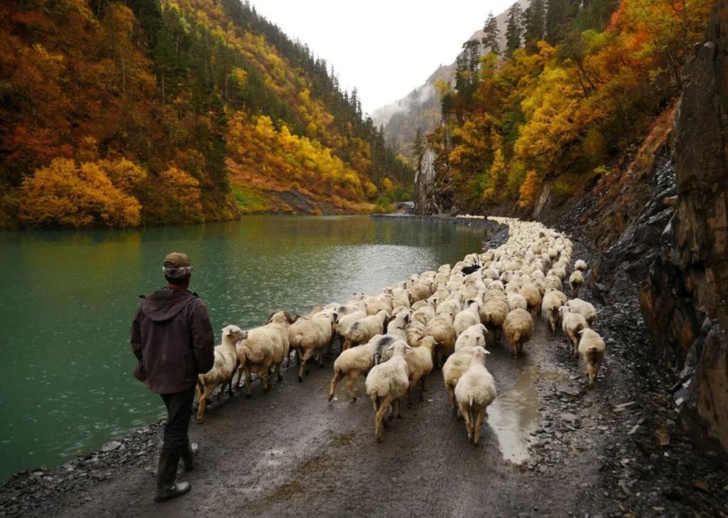 Touchétie transhumance