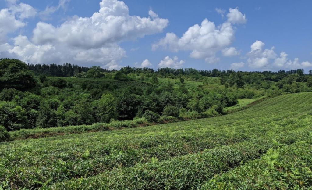 plantation thé géorgie