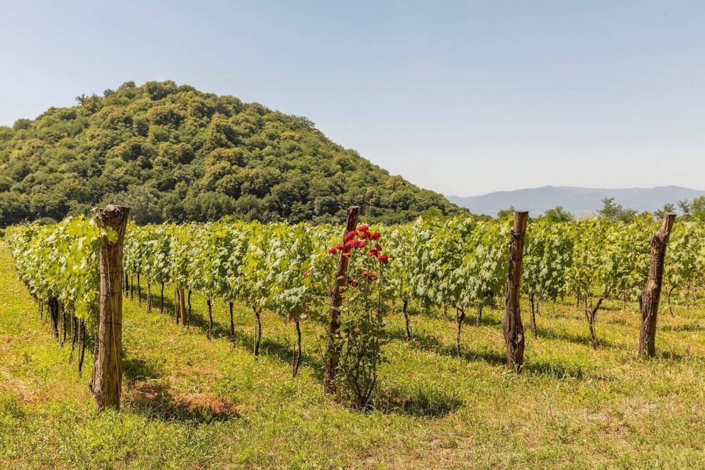 château buera vignoble
