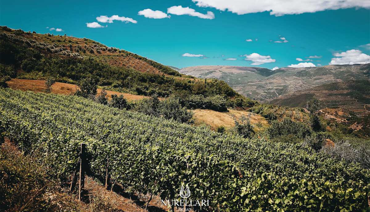 Nurellari Winery Nurellari Winery