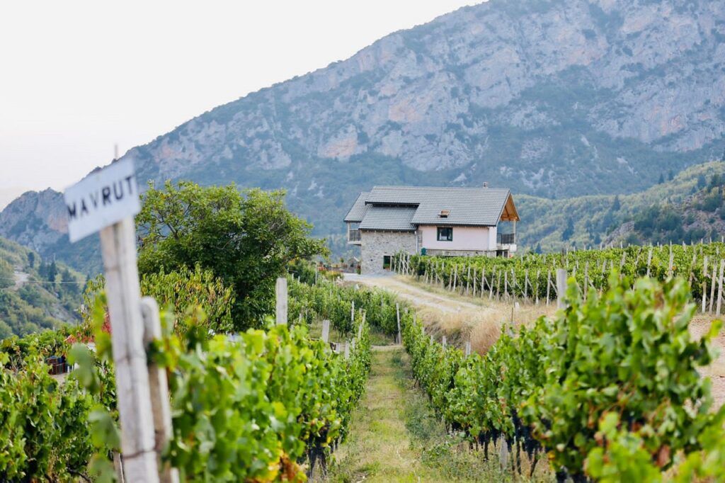 vignoble Max mavrut
