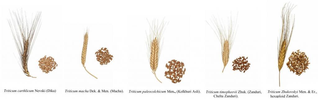 espèces endémiques de blé géorgien