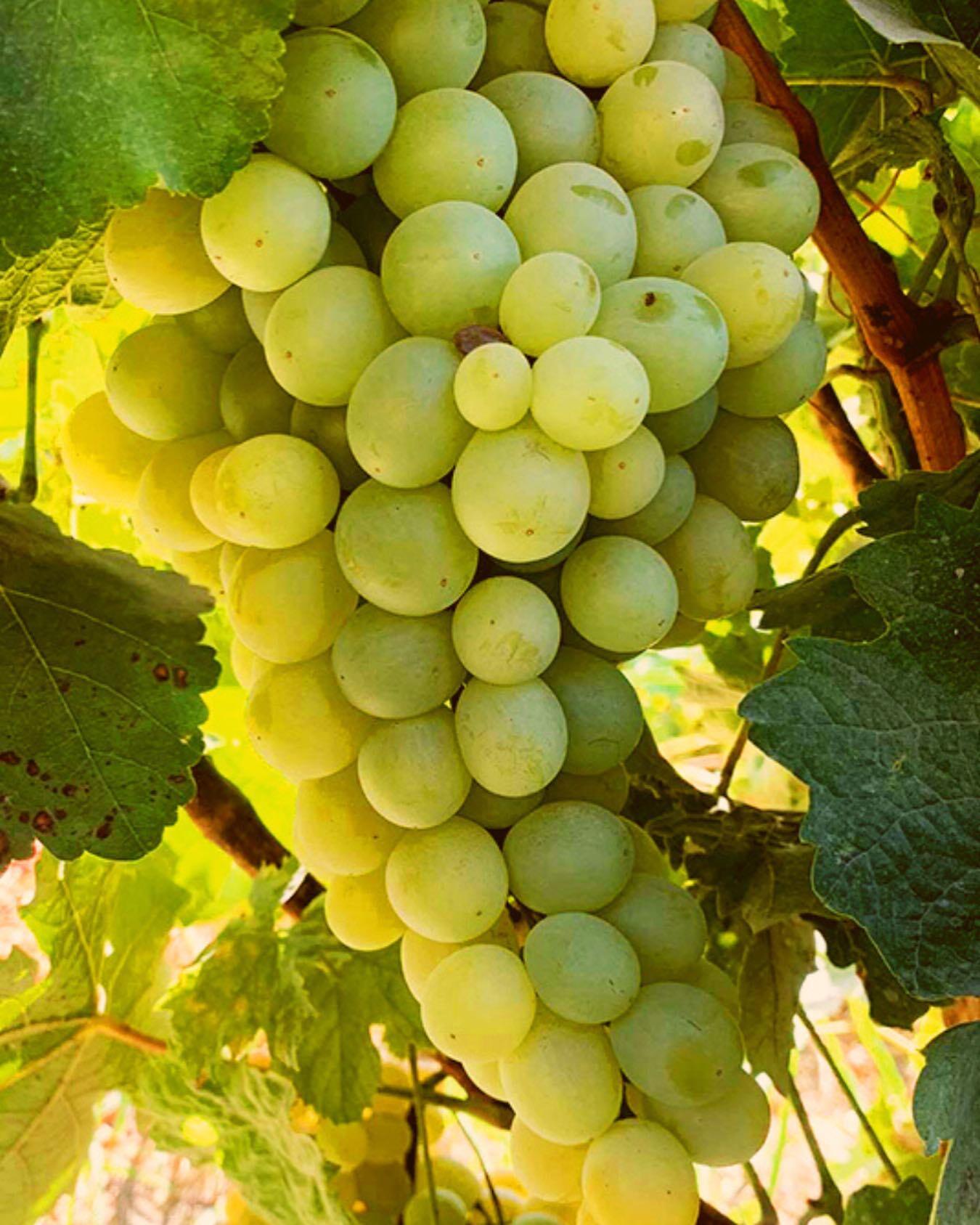 Muscat Vardabuyr