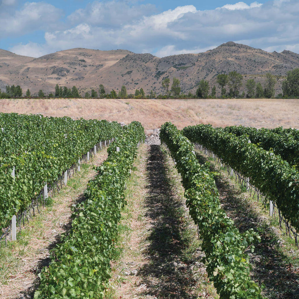 Trinity Canyon Vineyards