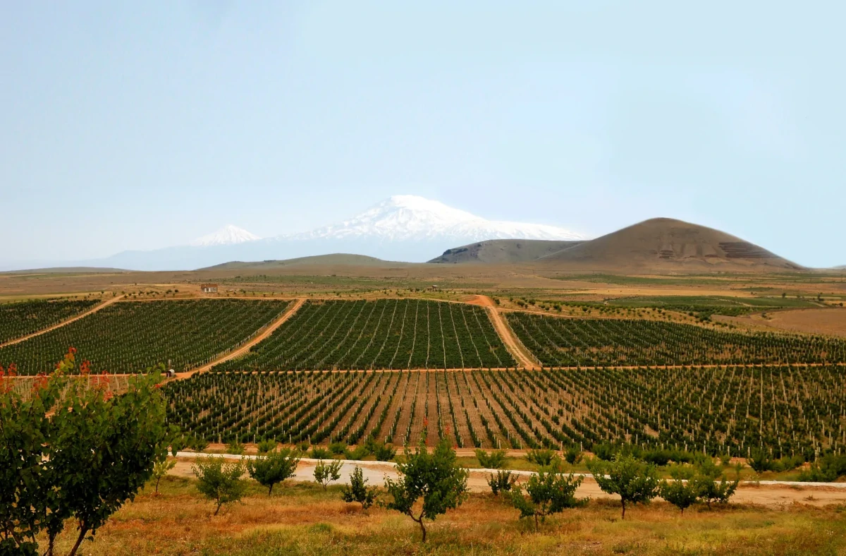 vignoble ArmAs
