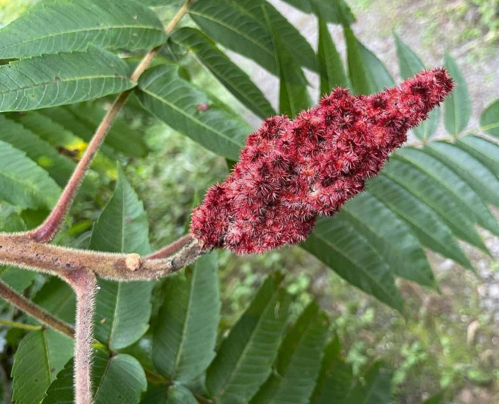 sumac Rhus
